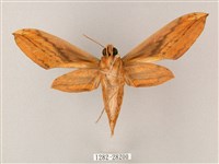 綠背斜紋天蛾藏品圖，第2張