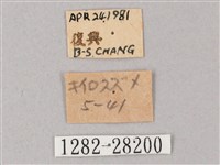 綠背斜紋天蛾藏品圖，第3張