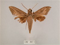 直翅斜紋天蛾藏品圖，第1張