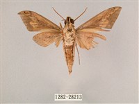 直翅斜紋天蛾藏品圖，第2張