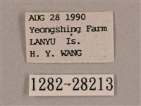 直翅斜紋天蛾藏品圖，第3張