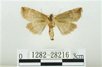 黑平波紋蛾藏品圖，第2張