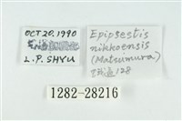 黑平波紋蛾藏品圖，第3張