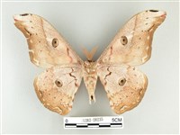 大綠目天蠶蛾藏品圖，第2張