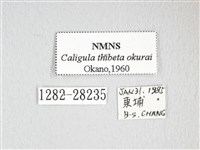 大綠目天蠶蛾藏品圖，第3張