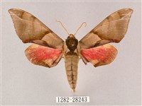 榆綠天蛾藏品圖，第1張