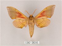 榆綠天蛾藏品圖，第2張