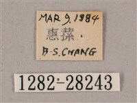 榆綠天蛾藏品圖，第3張