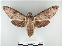 霜天蛾藏品圖，第1張