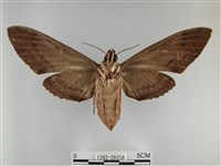 霜天蛾藏品圖，第2張