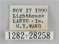 霜天蛾藏品圖，第3張