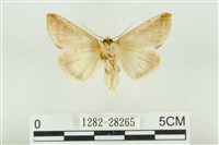 印華波紋蛾藏品圖，第2張