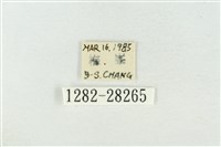 印華波紋蛾藏品圖，第3張