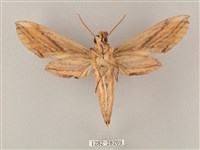 綠背斜紋天蛾藏品圖，第2張