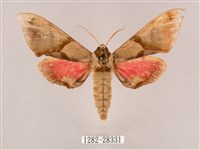 榆綠天蛾藏品圖，第1張