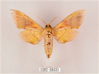 榆綠天蛾藏品圖，第2張