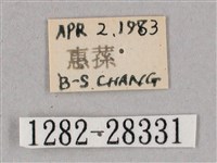 榆綠天蛾藏品圖，第3張