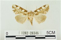 連珠波紋蛾藏品圖，第1張