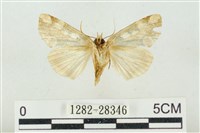 連珠波紋蛾藏品圖，第2張