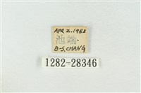 連珠波紋蛾藏品圖，第3張