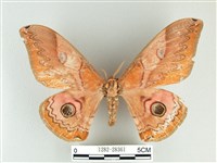 雙黑目天蠶蛾藏品圖，第1張