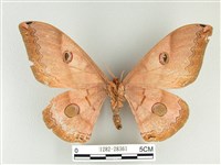 雙黑目天蠶蛾藏品圖，第2張