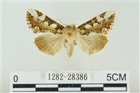 連珠波紋蛾藏品圖，第1張