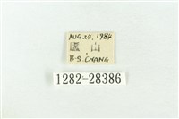 連珠波紋蛾藏品圖，第3張