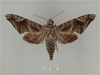 全緣缺角天蛾藏品圖，第1張