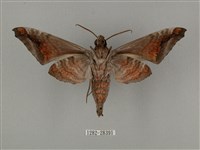 全緣缺角天蛾藏品圖，第2張