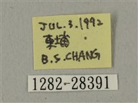 全緣缺角天蛾藏品圖，第3張