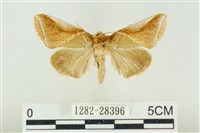 印華波紋蛾藏品圖，第1張