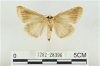 印華波紋蛾藏品圖，第2張