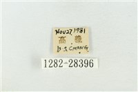 印華波紋蛾藏品圖，第3張