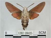 後黃長喙天蛾藏品圖，第2張