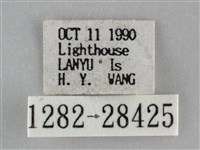 後黃長喙天蛾藏品圖，第3張