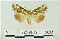 連珠波紋蛾藏品圖，第1張