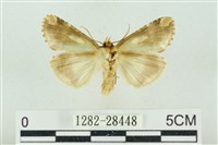 連珠波紋蛾藏品圖，第2張