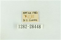 連珠波紋蛾藏品圖，第3張