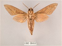 背帶斜紋天蛾藏品圖，第2張