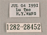 背帶斜紋天蛾藏品圖，第3張