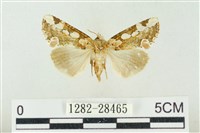 連珠波紋蛾藏品圖，第1張