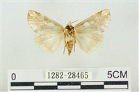 連珠波紋蛾藏品圖，第2張