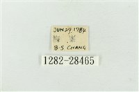 連珠波紋蛾藏品圖，第3張