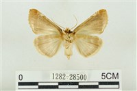 印華波紋蛾藏品圖，第2張