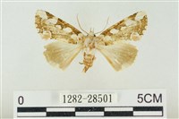 連珠波紋蛾藏品圖，第1張