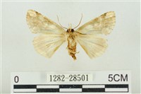 連珠波紋蛾藏品圖，第2張