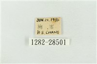 連珠波紋蛾藏品圖，第3張