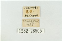 連珠波紋蛾藏品圖，第3張