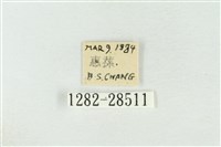 連珠波紋蛾藏品圖，第3張